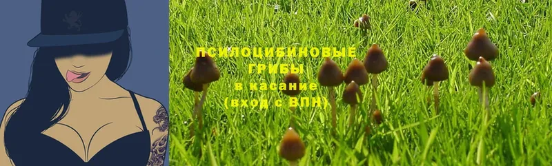 Галлюциногенные грибы Magic Shrooms  Красавино 